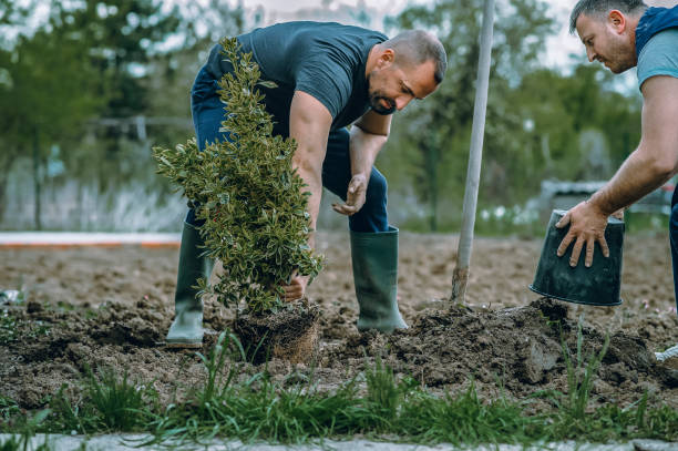 Best Grass Overseeding  in Las Lomas, CA