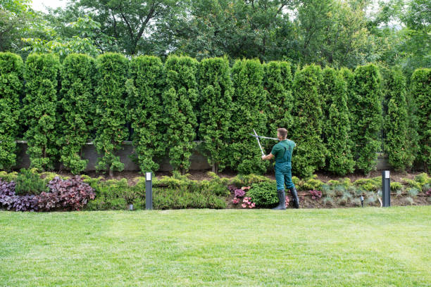 Best Tree Disease Treatment  in Las Lomas, CA