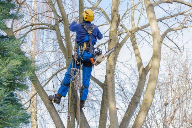 Best Tree Preservation Services  in Las Lomas, CA
