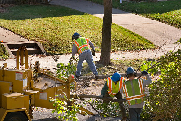 Best Stump Grinding and Removal  in Las Lomas, CA