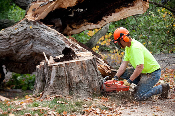 Best Commercial Tree Services  in Las Lomas, CA
