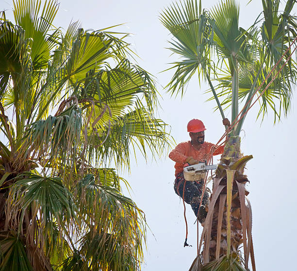 Best Fruit Tree Pruning  in Las Lomas, CA
