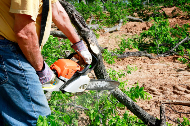 Best Tree Risk Assessment  in Las Lomas, CA